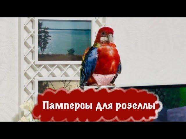 Памперсы для Шустрика или как купаем розеллу)