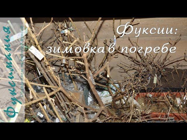 Как проходит зимовка фуксий в погребе (Overwintering fuchsias in the basement or root cellar)