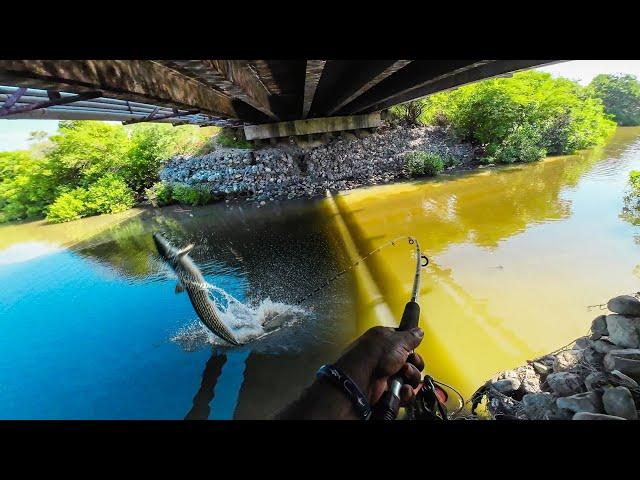 Hooked a Giant Fish Under the Bridge! "