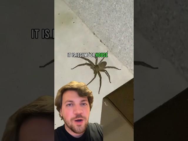 Big spider in Japan