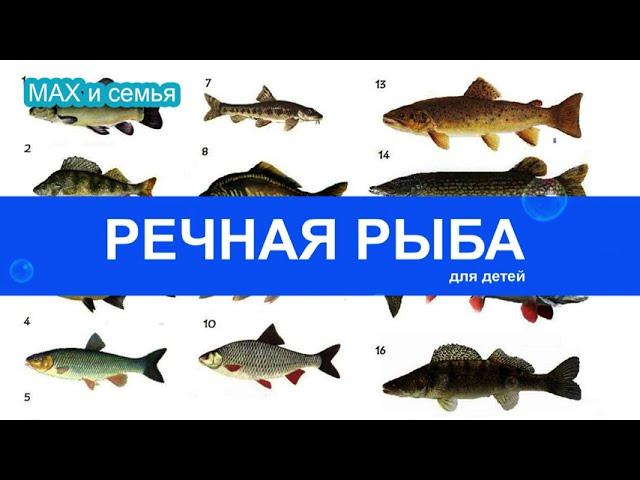 Речная рыба для детей