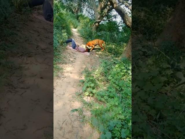 real tiger attack on jungle #shorts