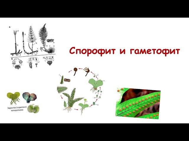 Спорофит и гаметофит