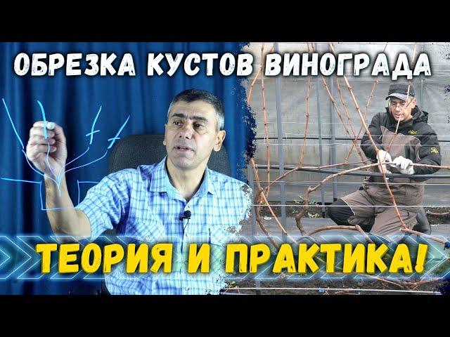 Обрезка и формировка кустов винограда