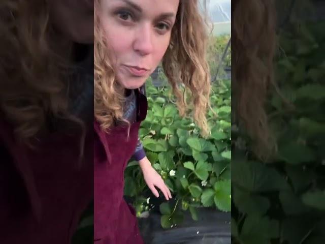 Как мы всё успеваем без помощников #garden #gardenlife #дача #огород #shorts