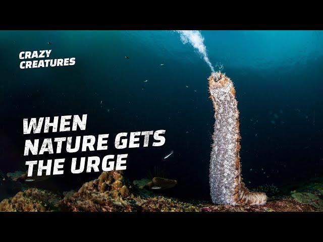 This Is How Sea Cucumbers Defend Themselves