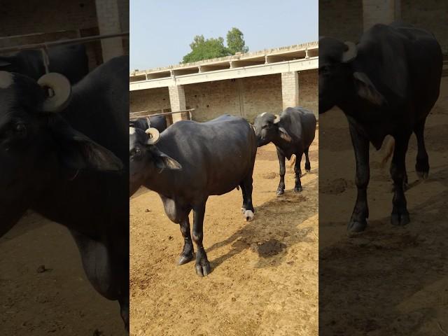 beautiful buffalo mating.Neeli ravi buffalo mating, #hf #cow #goatfarming #dairy_farming #animal