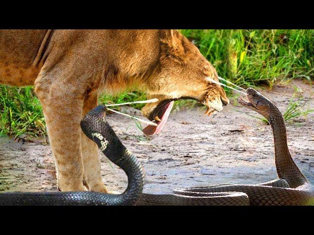 Danger! The Lion King Was Bitten By A Cobra With Extremely Powerful Venom When The Lion Taunts It