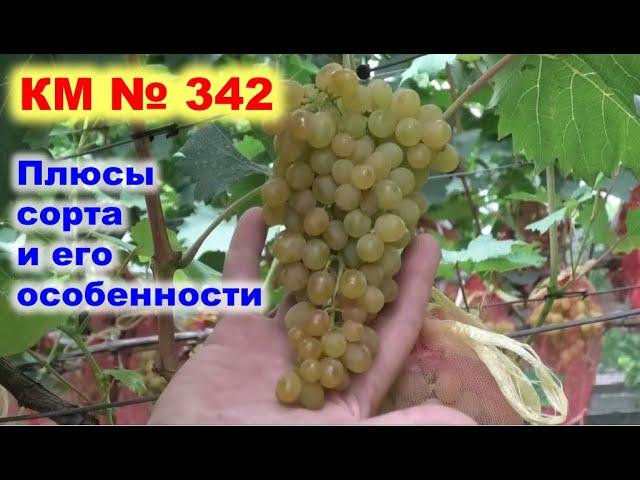 Обзор сорта винограда КМ 342