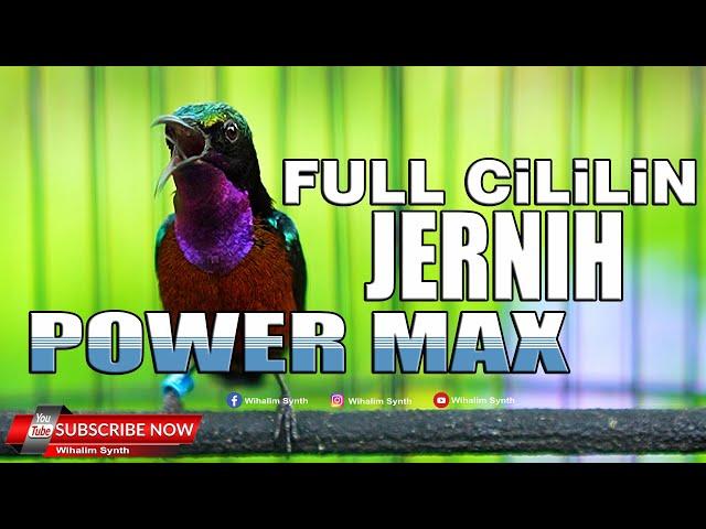 KONIN GACOR FULL ISIAN CILILIN JERNIH PANJANG - POWER MAX - COCOK UNTUK MASTERAN KOLIBRI NINJA !!