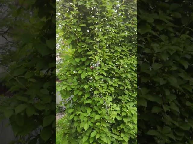 шпалера для лимонника китайского
