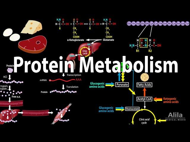 Protein Metabolism Overview, Animation