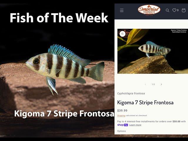 Kigoma 7 Stripe Frontosa #imperialtropicals #aquarium