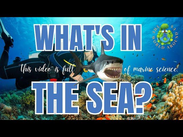 THE OCEAN | THE WORLD AROUND US EP.01  #ocean #oceanlife #fishes #seas