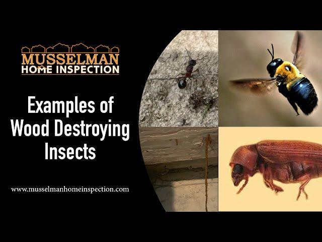 Examples of Wood Destroying Insects