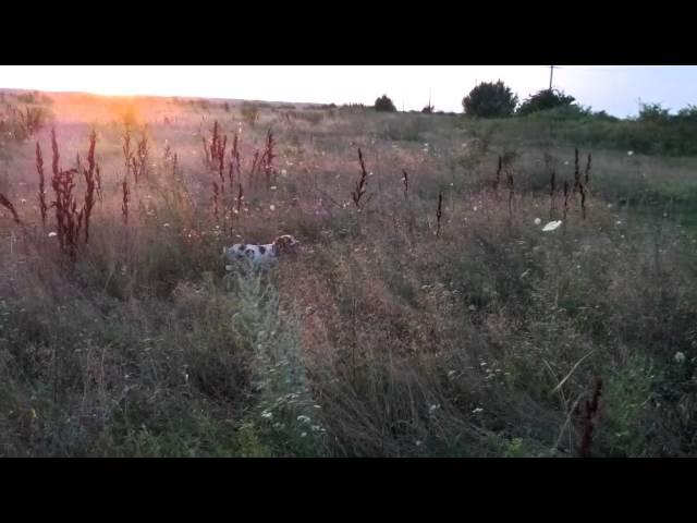 Epagneul Breton - Ginger my Epagneul Breton hunting and training in Romania