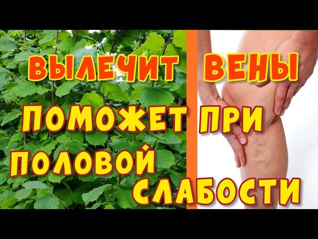 ВЫЛЕЧИТ ВАРИКОЗ И ТРОМБОФЛЕБИТ. ПЕЙ ЧАЙ ИЗ... ЛЕСНОЙ ОРЕХ (ЛЕЩИНА)чем полезен