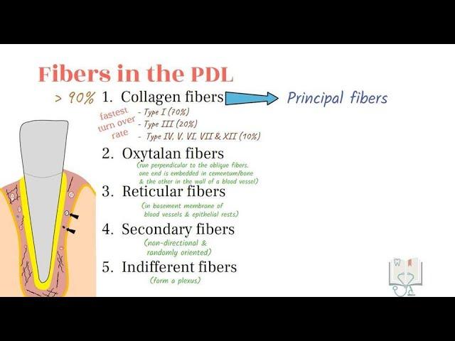 Fibers of Periodontal Ligament & Gingiva