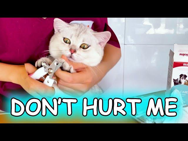 Cute Cat Story - Clean Ears and Cut Nails for Mint Kitten