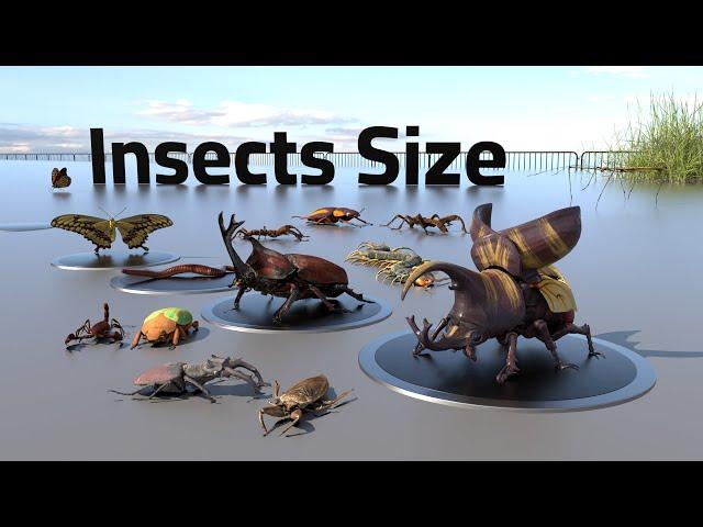 Insects Size Comparison | Bugs Size Comparison | Lenght and Weight