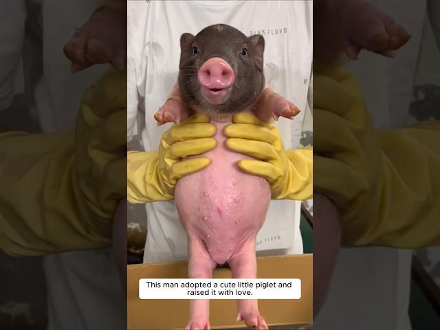 This man adopted a cute little piglet and raised it with love #animalshorts #shortvideo