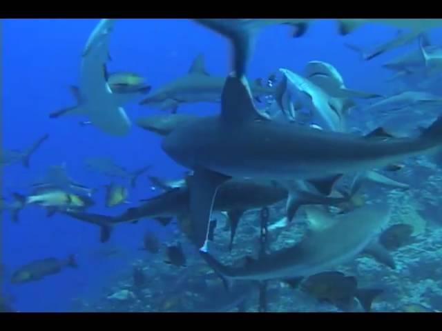 Shark Pass at Truk Lagoon