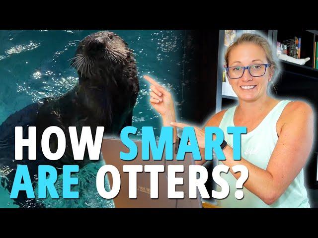 How SMART Are Sea Otters? A Marine Biologist EXPLAINS