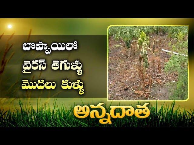 Virus & Stem Rot Diseases | In Papaya