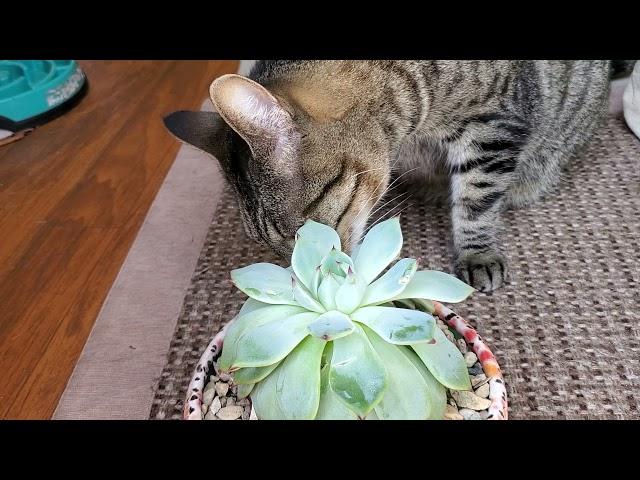 Cats Eating Plants How Do I Stop Them