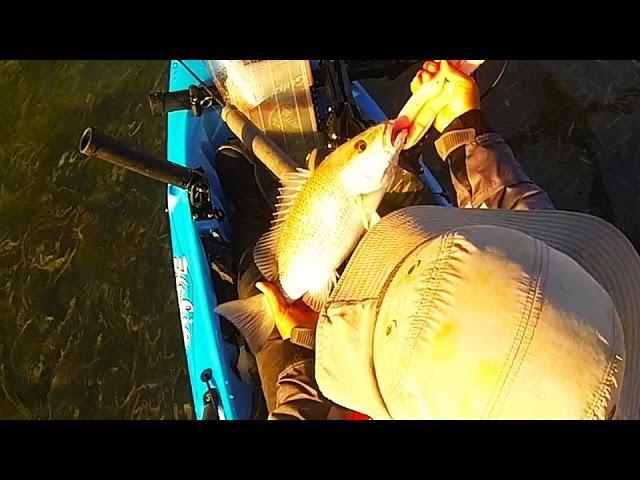 Key West Kayak Fishing: Catching Sandwich Mangrove Snappers w/ Pinfish