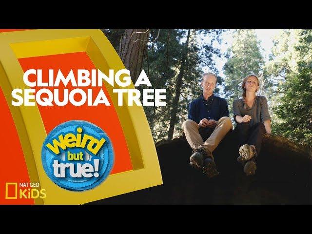 Climbing a Giant Sequoia Tree | Weirdest, Bestest, Truest