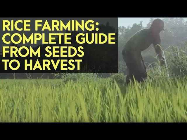 Rice Farming: Complete Guide from Seeds to Harvest