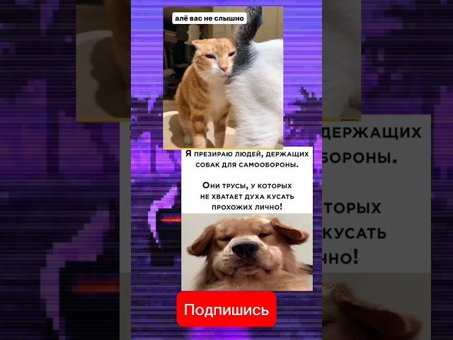 Питомцы приколы