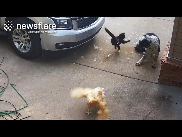 Heroic Cat Saves Chicken From Dog Attack || Newsflare