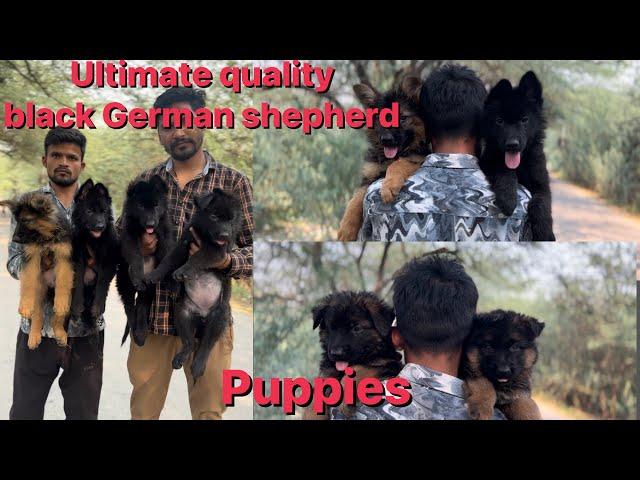 Trending black German shepherd kennel