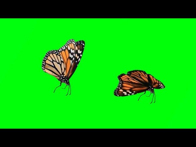 Top 12 butterfly green screen HD Footage | butterfly chroma key animation effects | by Crazy Editor