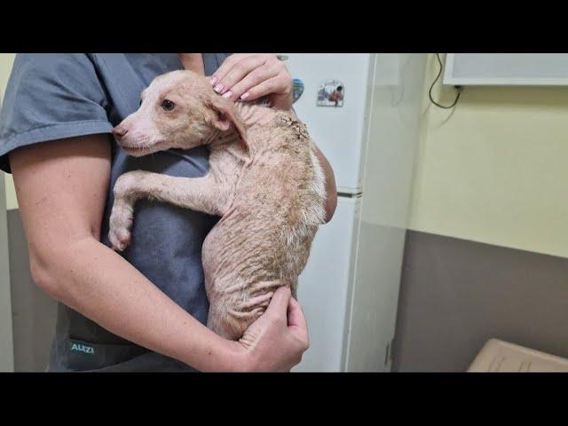 The unbelievable torture experienced by an abandoned puppy.(Part 1)