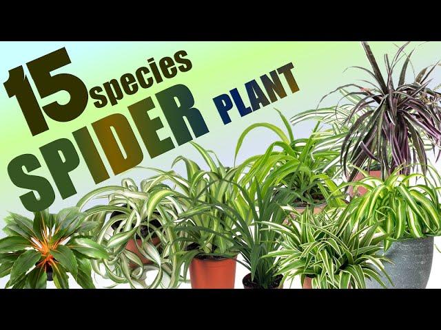 15 SPIDER PLANT SPECIES | HERB STORIES