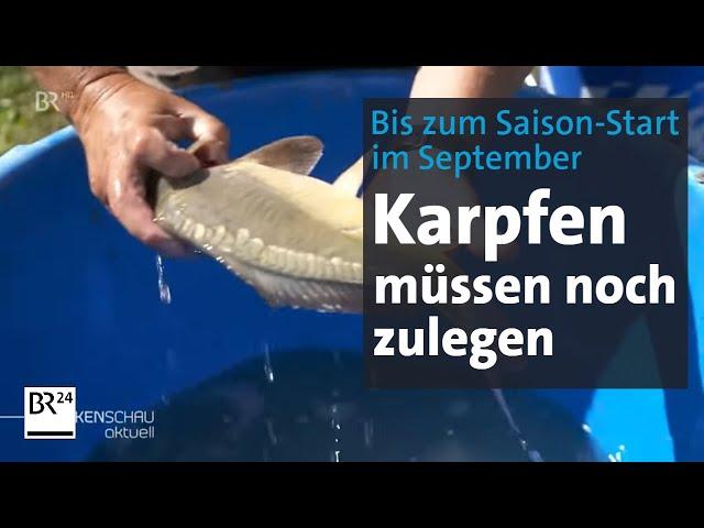 Teichwirte geben alles: Karpfen-Mästen bis zum Saison-Start im September | BR24