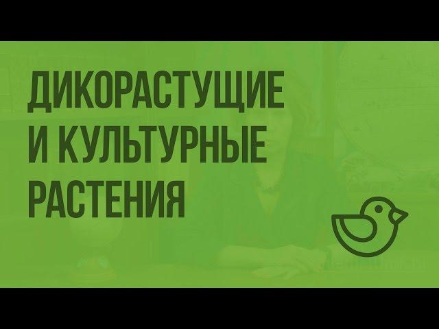 Дикорастущие и культурные растения. Видеоурок по окружающему миру 2  класс