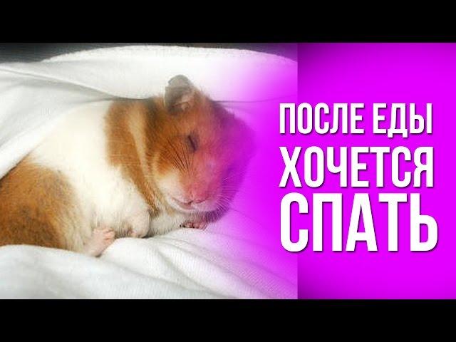 ПОЧЕМУ ПОСЛЕ ЕДЫ ХОЧЕТСЯ СПАТЬ