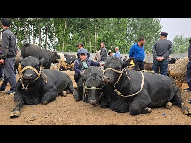 Gigant ANGUS Buqalar Shaxrixon Xoldanbek Chorva Bozori