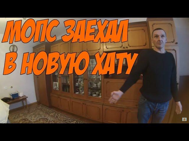 Мопс заехал в новую студию или новые зубы заехали в пасть подкаблучника