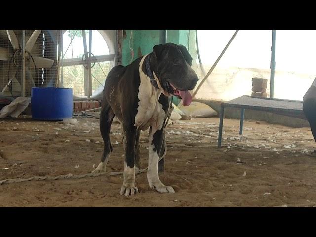 #Indian mestiff  bully kutta sarpnch S/o bhalu