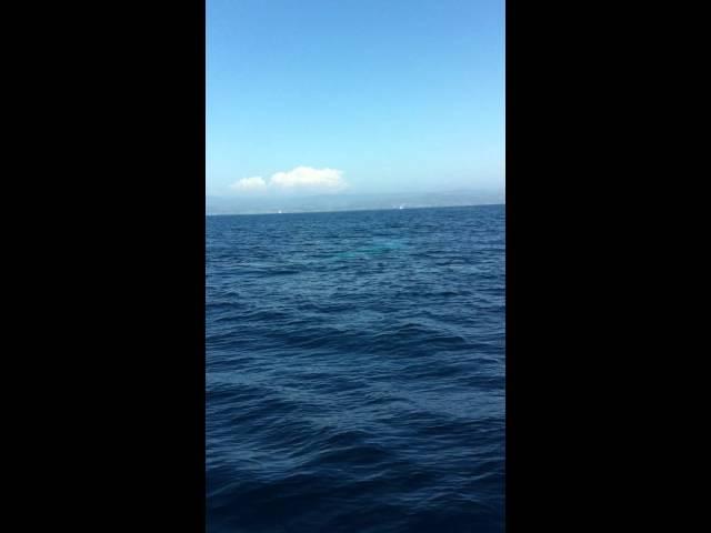 08/19/2012 - Capt. Dave's Whale & Dolphin Safari - Blue whale!! (Video 2 of 5)