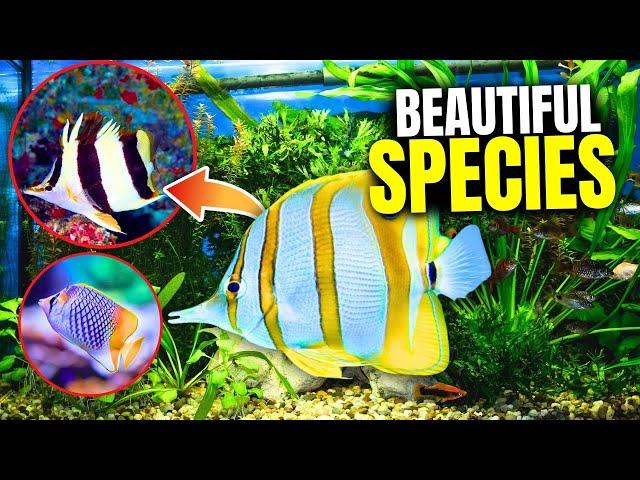 The 21 BEST Types Of Butterflyfish...