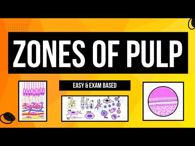 Zones of Pulp | Histology of Pulp | Cells of Pulp | Dental lectures