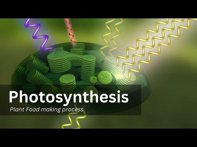 Photosynthesis process in detail || Step by step explanation,|| factors affecting photosynthisis