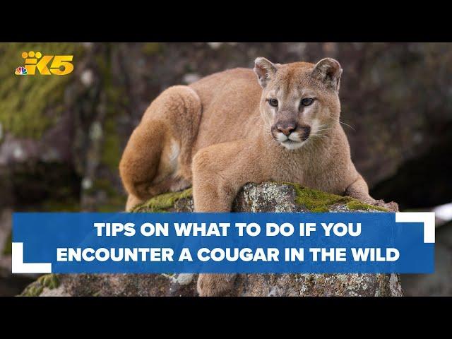 Tips on what to do if you encounter a cougar