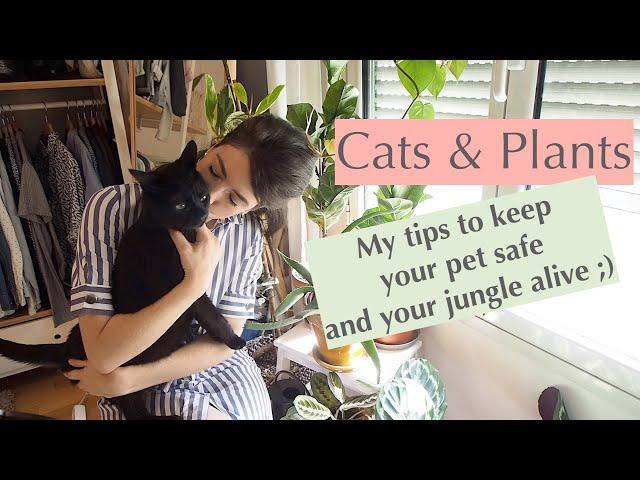 Cats and Plants: How to keep them away from your House Plants!